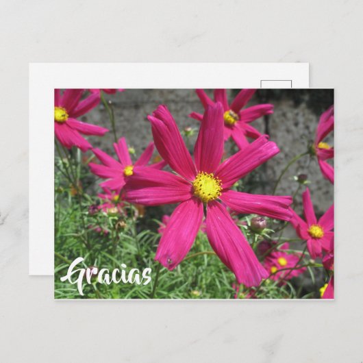Gracias Spaans paarse bloem bedankt Briefkaart (Voorkant / Achterkant)