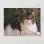 Gracie Briefkaart (Voorkant)