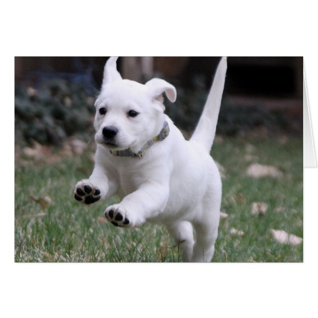 Gracie, het gele (witte) lab (Voorkant Horizontaal)