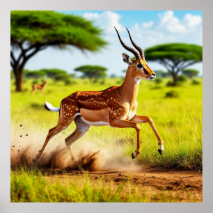 Gracieuze Antilope die springt in een Afrikaanse s Poster