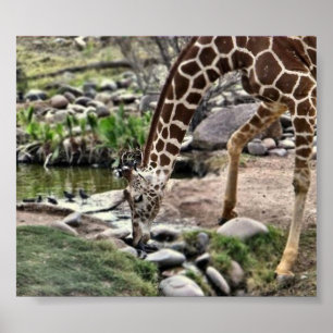 Gracieuze Giraffe afdrukken Poster