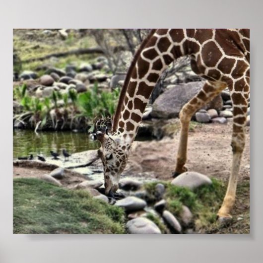 Gracieuze Giraffe afdrukken Poster (Voorkant)