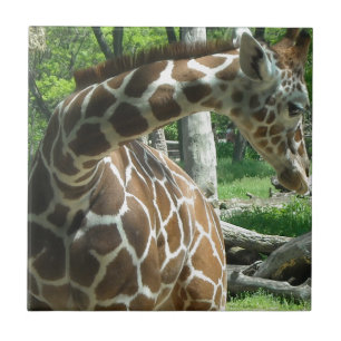 Gracieuze Giraffe Tegeltje