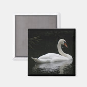 Gracieuze Witte Zwaanmagneet Magneet (Voorkant / Achterkant)