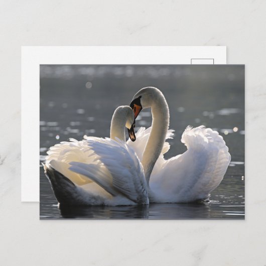 Gracieuze zwanen briefkaart (Voorkant / Achterkant)