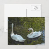 Gracieuze zwanen briefkaart (Voorkant / Achterkant)