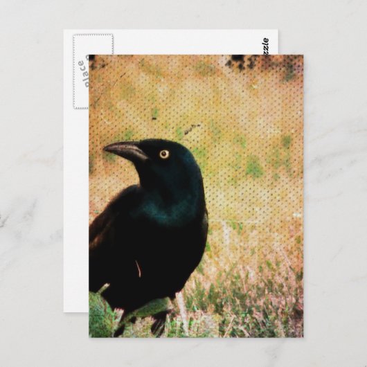 Grackle 3 briefkaart (Voorkant / Achterkant)
