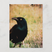 Grackle 3 briefkaart (Voorkant)