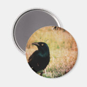 Grackle 3 magneet (Voorkant / Achterkant)