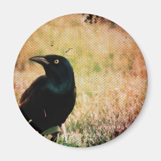 Grackle 3 magneet (Voorkant)