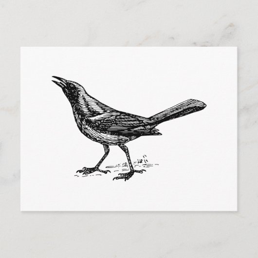 Grackle Bird  Sketch Briefkaart (Voorkant)