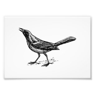 Grackle Bird  Sketch Foto Afdruk