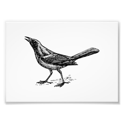 Grackle Bird  Sketch Foto Afdruk (Voorkant)