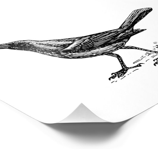 Grackle Bird Sketch Foto Afdruk (Hoek)