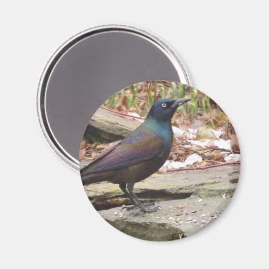 Grackle magneet (Voorkant / Achterkant)