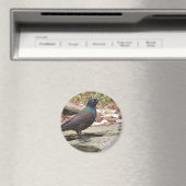 Grackle magneet (Insitu (Vaatwasser))