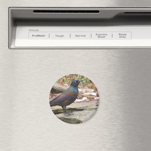 Grackle magneet (Insitu (Vaatwasser))