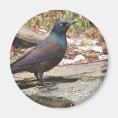 Grackle magneet (Voorkant)
