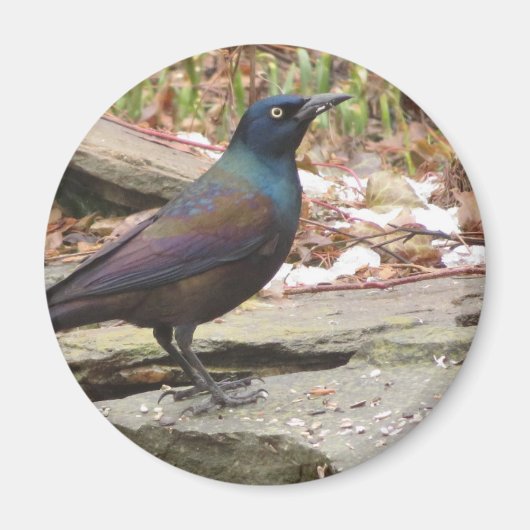 Grackle magneet (Voorkant)
