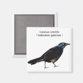 Grackle Magneet (Voorkant / Achterkant)