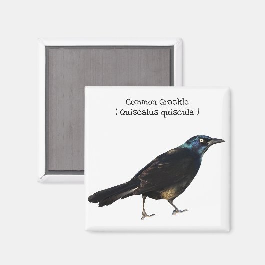 Grackle Magneet (Voorkant / Achterkant)