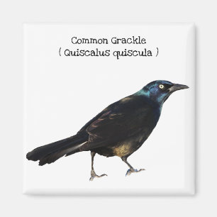 Grackle Magneet
