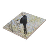 Grackle met een grote staart tegeltje (Zijkant)