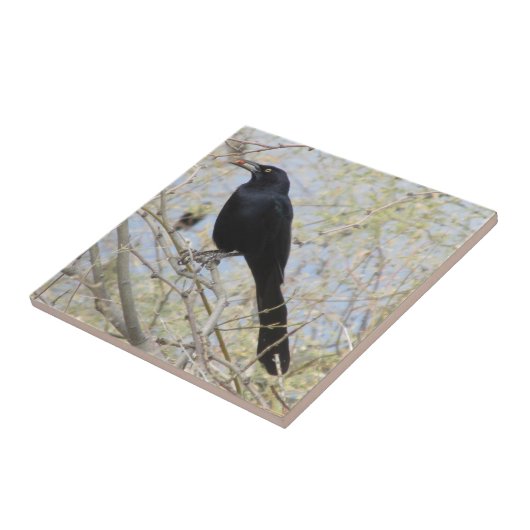 Grackle met een grote staart tegeltje (Zijkant)