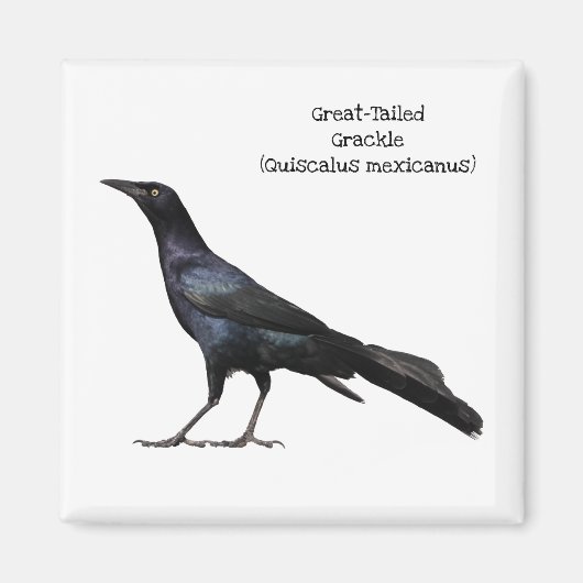 Grackle met grote buikholte magneet (Voorkant)