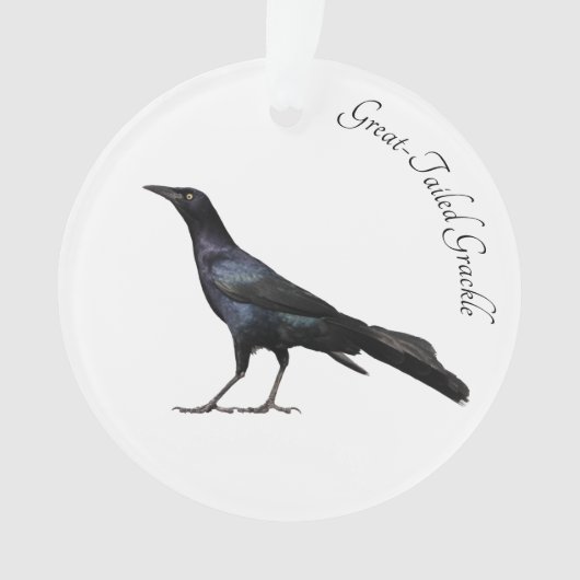Grackle met grote buikholte ornament (voorkant)
