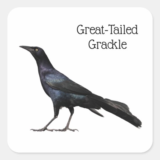 Grackle met grote buikholte vierkante sticker (Voorkant)
