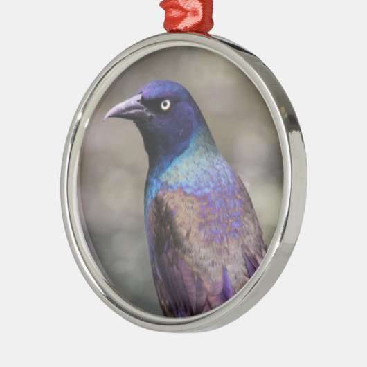 Grackle Metalen Ornament (Links)