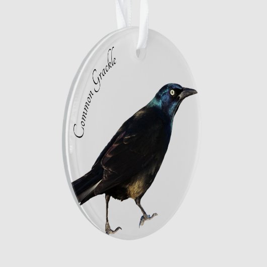 Grackle Ornament (voorkant)
