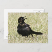 Grackle Photo Briefkaart (Voorkant / Achterkant)