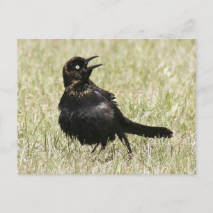 Grackle Photo Briefkaart