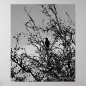 Grackle Poster (Voorkant)