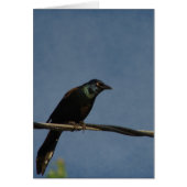 Grackle Power, Alles Gute zum Geburts (Voorkant)