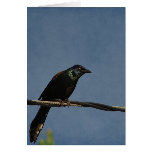 Grackle Power, Alles Gute zum Geburts (Voorkant)
