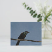 Grackle Power Briefkaart (Staand voorkant)