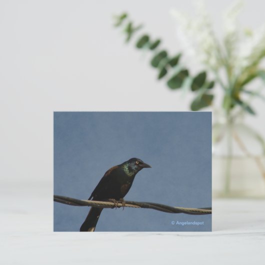 Grackle Power Briefkaart (Staand voorkant)