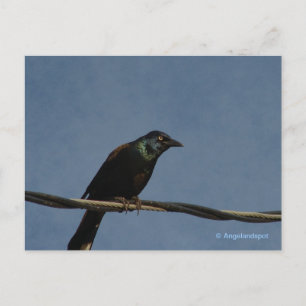 Grackle Power Briefkaart