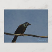 Grackle Power Briefkaart (Voorkant)