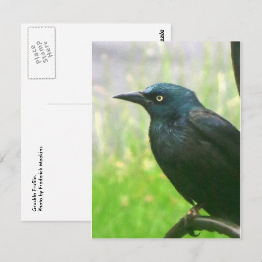 Grackle-profiel Briefkaart (Voorkant / Achterkant)