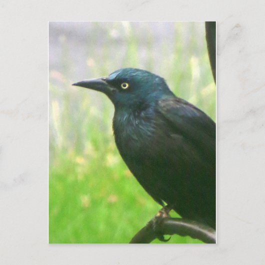 Grackle-profiel Briefkaart (Voorkant)