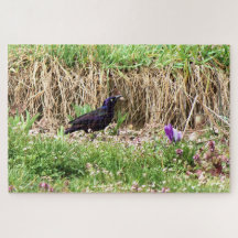 Grackle tussen de bloemen