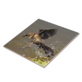 Grackle Vogel vliegen lopen op water Tegel Tegeltje (Zijkant)