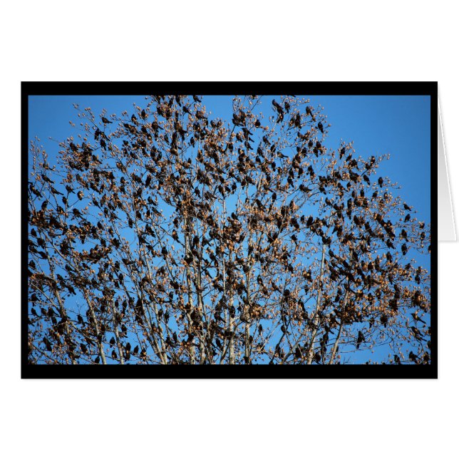 Grackles-kaart (Voorkant Horizontaal)