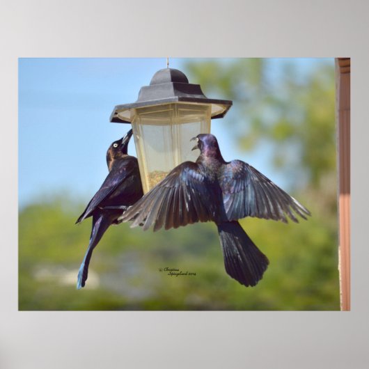Grackles kraaivogels Poster van de Vogelfok (Voorkant)