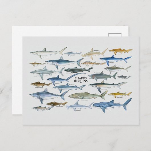 Grafiek haaientypes feestdagenkaart (Voorkant / Achterkant)