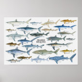 Grafiek haaientypes poster (Voorkant)